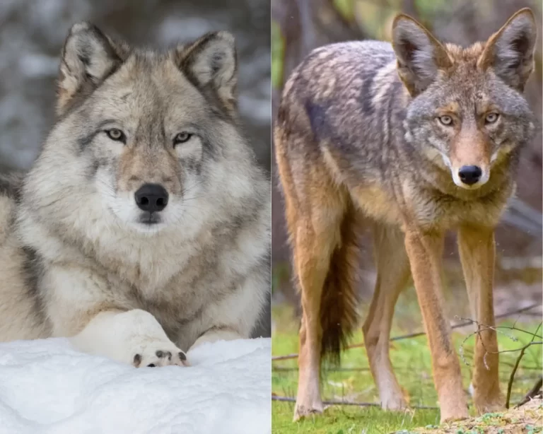 How To Tell A Wolf From A Coyote