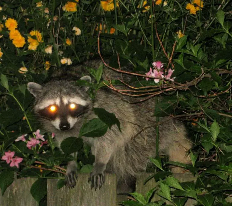 5 Best Raccoon Hunting Lights [2022 Review]